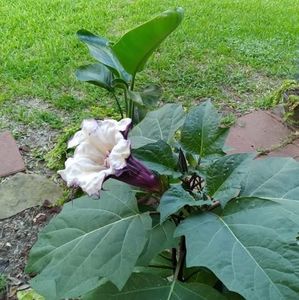 Meet your Posher, Lidia